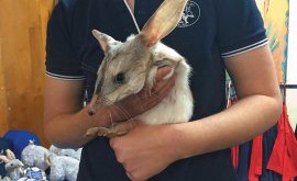 Woman holding a Bilby