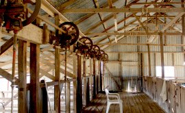 Inside the historic shearing shed