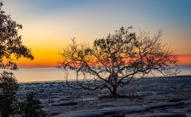 Karumba Sunset in mangrove