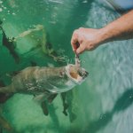 Feeding the barra at Barramundi Discovery Centre, Karumba