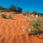 Simpson Desert