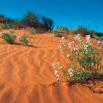Simpson Desert